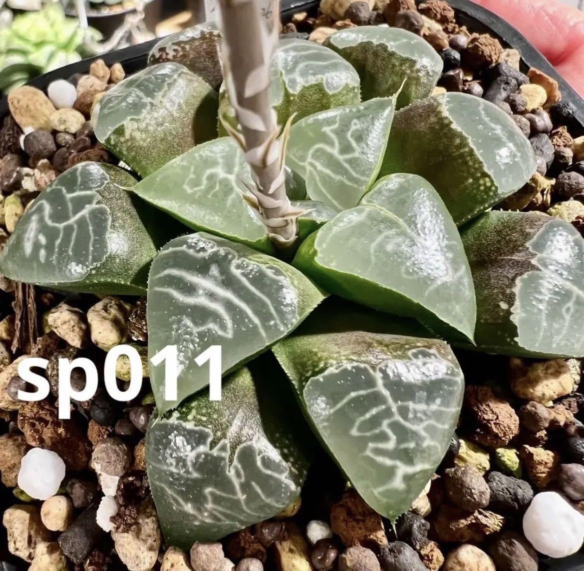 令和5年採る ハオルチア 令和5年採る ハオルチア 自宅実生混合交配